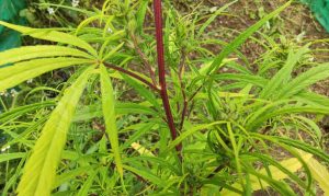 CONGO RED STEM