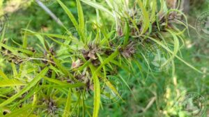 THAI LAMPHUN (PEANUT)